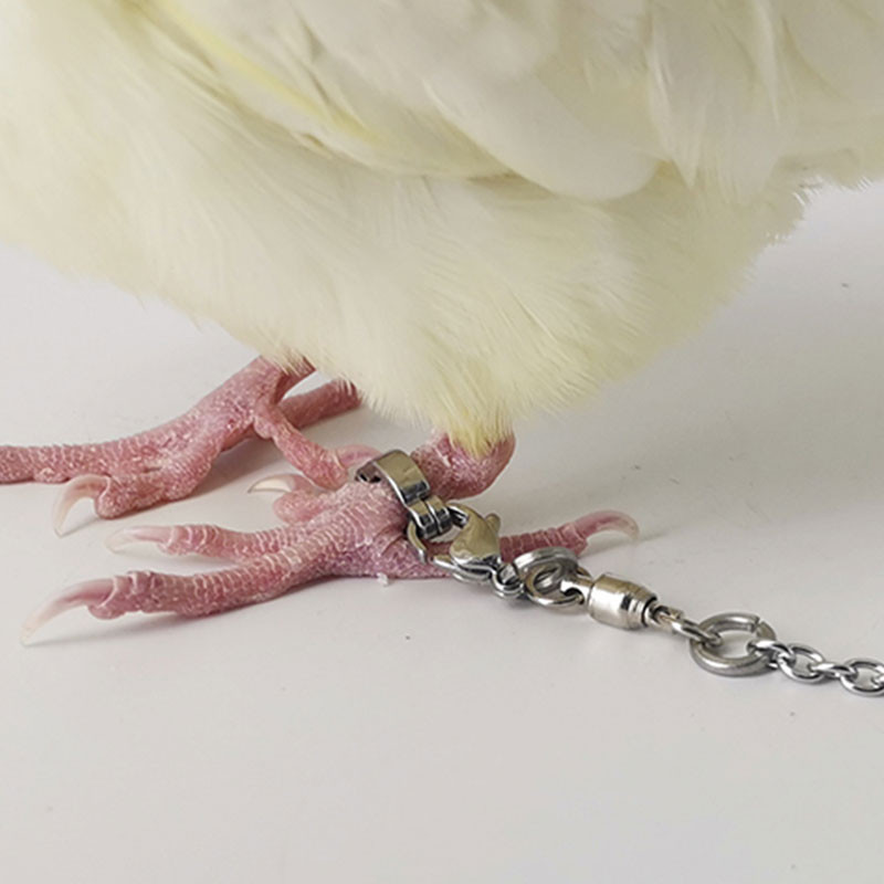 2 buc. 3/4/5/6/7/8/9/12/14mm inel pentru picior de papagal, din aliaj, pentru antrenament de zbor în aer liber, pentru animale de companie, păsări, inele pentru picioare de porumbel, provizii pentru animale