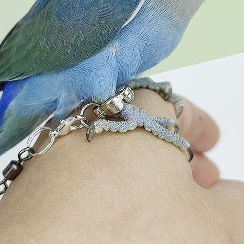 2 buc. 3/4/5/6/7/8/9/12/14mm inel pentru picior de papagal, din aliaj, pentru antrenament de zbor în aer liber, pentru animale de companie, păsări, inele pentru picioare de porumbel, provizii pentru animale