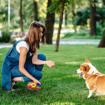1 ΤΕΜ. Εκπαίδευση σκύλων κατοικίδιων γατών Πλαστικά Νέα σκυλιά Click Trainer Aid Too Ρυθμιζόμενο λουρί καρπού Ήχος κλειδί για σφυρίχτρα σκύλου