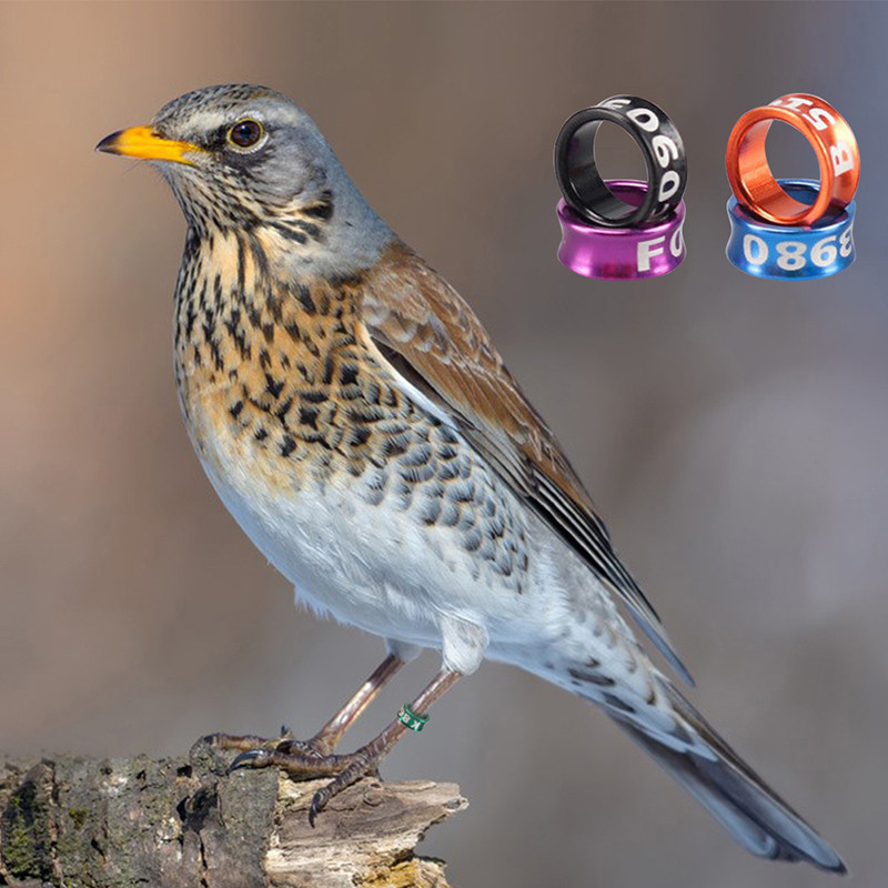 10 bucăți instrument de antrenament de zbor inel pentru picior cu numerotate păsări papagali inel pentru picior etichetă de identificare pentru competiție din aluminiu în aer liber