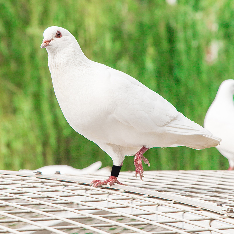 100 buc inele porumbei 8mm inel de identificare baionetă deschidere inel porumbei culoare inel picior porumbei consumabile pentru porumbei Aparate pentru păsări