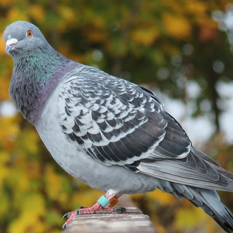 100 buc Inele pentru picioare de pasăre Nr. 1-100 Inele pentru picioare de porumbei de curse 9 culori Opțional pentru picior de porumbel de papagal Instrumente de antrenament pentru păsări pentru papagal