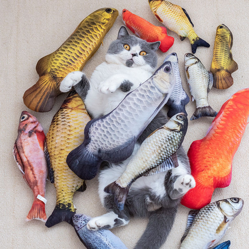 Jucărie pentru pisoi Jucărie pentru pisici Jucărie pentru pisici În formă de pește Rezistent la mușcături Arba de gatit Jucărie pentru pisici Jucării de mestecat pentru animale de companie Rechizite pentru interacțiunea cu animalele de companie Favoruri cr