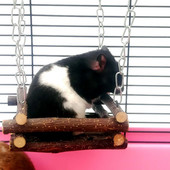 Närimispulk Õunapuu oks Hamster Orav Looduslikud mänguasjad Papagoid Küülikud Lihvimispulk Rippuv voodi Maja võrkkiik