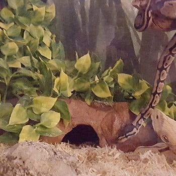 Ερπετό Terrarium Φυτική Διακόσμηση Ερπετόφυτα με βεντούζα για αμφίβια σαύρα Φίδι αναρρίχησης κατοικίδιων ζώων Δεξαμενή Διακόσμηση βιότοπων