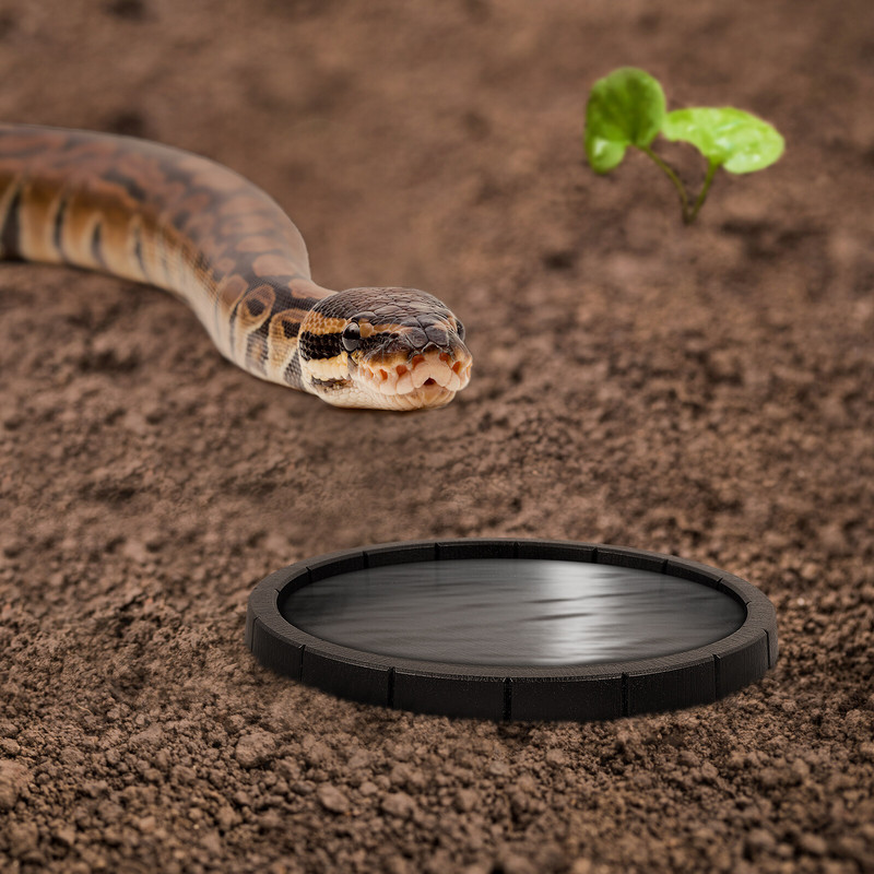 Water Dish Reptile Tortoise Terrarium Reptiles Αξεσουάρ μπολ τροφίμων Μεγάλα μπολ Lizard Shallow Shallow Turtle Decked Plastic Lizards