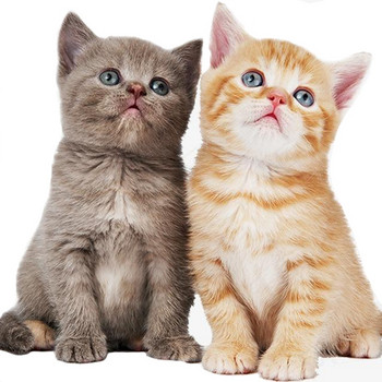 Legendog 3PCS σετ παιχνιδιών γάτας Διαδραστικό σετ παιχνιδιών γάτας με προστασία από το δάγκωμα Cat Chew Mouse Kitten Play Ball Pet Ball Πολύχρωμο Παιχνίδι κυνηγιού εκπαίδευσης για ποντίκια