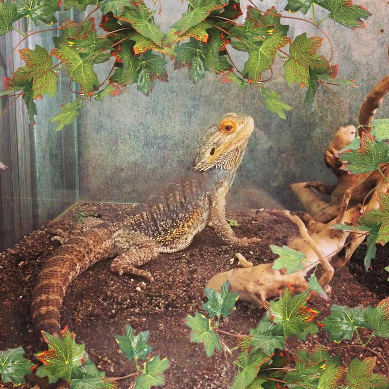 Hüllők Növények Mesterséges Mesterséges Levelek Trópusi Növények Szőlőtőke Tanklevelek Dekoráció Reális vízálló növények Tartályos élőhely