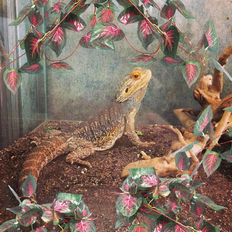 Hüllők Növények Mesterséges Mesterséges Levelek Trópusi Növények Szőlőtőke Tanklevelek Dekoráció Reális vízálló növények Tartályos élőhely