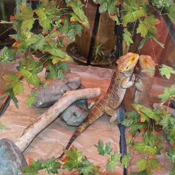 Φυτά Terrarium Ερπετό Φύλλα Αμπέλου Τροπική Δεξαμενή Φύλλα Βιοτόπου Αναρρίχηση Ανάπαυση Τεχνητά Φύλλα Διακόσμηση για Χελώνα Φίδι Βάτραχος