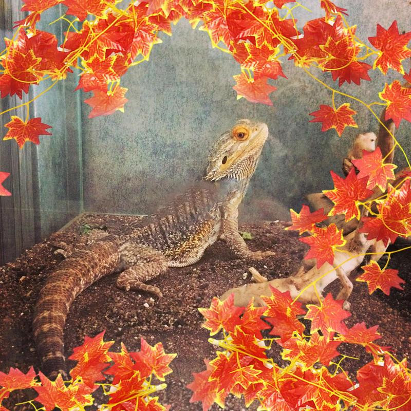 Terráriumi növények hüllők szőlőlevelek trópusi tartálylevelek élőhely Hegymászó pihenő mesterséges levelek dekoráció kígyó béka teknős számára