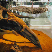 Driežas Hamakas Ropliai Gyvūnai Žaislas Gyvatė Miegamoji lova tinklelis Sūpynės Kabantys ropliai