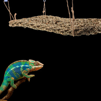 Σαύρα αιώρα Ερπετό Ζώα Παιχνίδι Φίδι Δίχτυ για ύπνο Κούνια Ερπετά Κρεμαστά