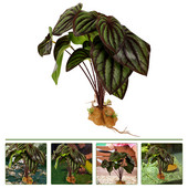 Begonia hamis növények hüllők mesterséges szobanövények állatszimuláció műanyag terrárium szimuláció