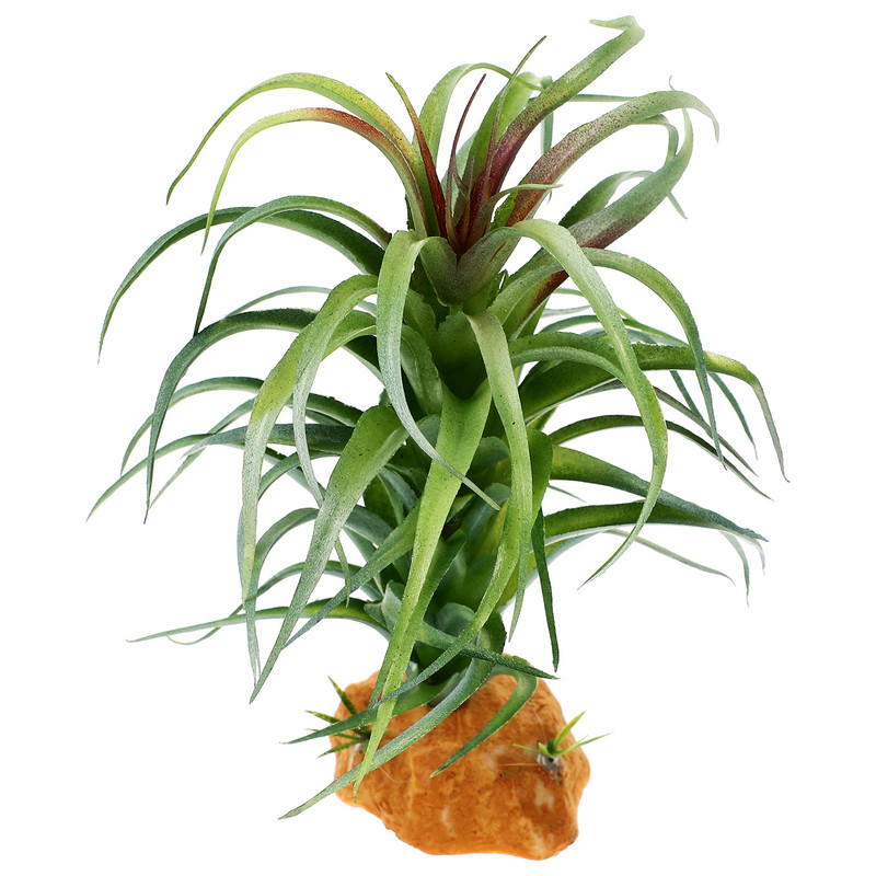 Begonia hamis növények hüllők mesterséges szobanövények állatszimuláció műanyag terrárium szimuláció