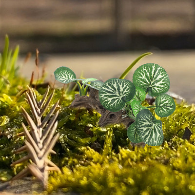 Akvariumo papuošalai Dirbtinės puošmenos urvų dekoravimas Roplių terariumas