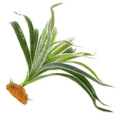 Haldíszek akváriumhoz Állatok Dekoráció Élethű díszek Póktartály Tartozékok Növények Élőhelyek