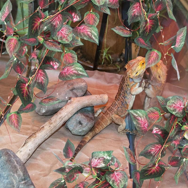 Mesterséges trópusi növények hüllők trópusi növények szőlőültetvények élőhelydíszek Vízálló univerzális valósághű mesterséges levelek