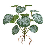 Hüllő dzsungel növény mesterséges függő növény hüllő élőhely akvárium mesterséges függő növény dekoráció