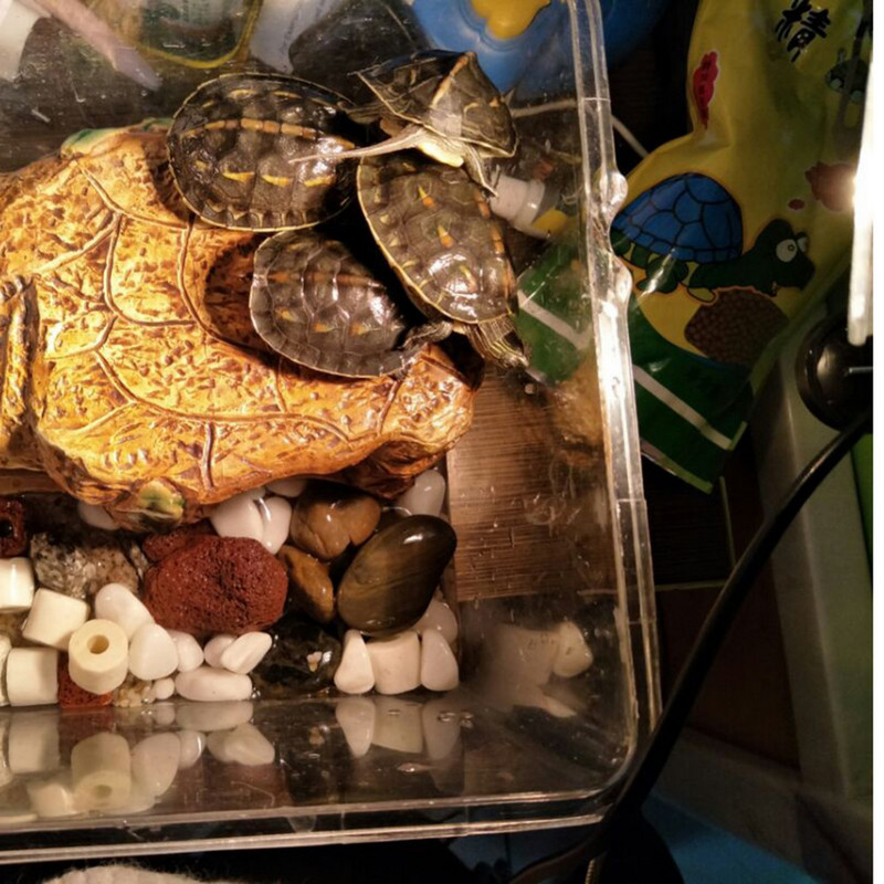 25/50/75W podesiva UVB svjetla za opekline od sunca za kornjače Lampa za grijanje gmazova Lampa za sunčanje punog spektra Osvjetljenje za očuvanje tople topline