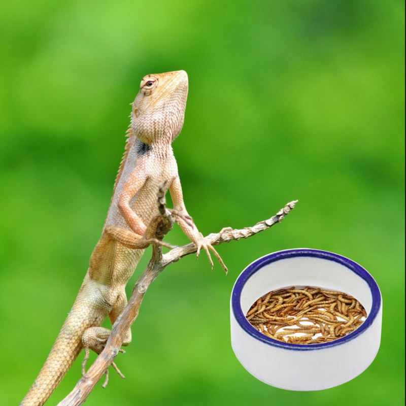Reptile Bowls Terrarium Feeding Worm Dish Reptile Mealworm Feeder Dish Κεραμικό μπολ για Frog Gecko Snake Spiders Rats