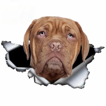 Δώρο 13 εκ. Dogue De Bordeaux Αυτοκόλλητο αυτοκινήτου Dogue De Bordeaux, σχισμένο μέταλλο, αυθεντικό σχέδιο βινυλίου Προφυλακτήρας πορτμπαγκάζ αυτοκινήτου Προσαρμοσμένη μάρκα