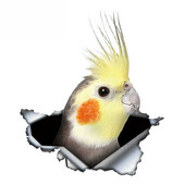 13cm X 11cm Cockatiel Parrot Lovely Bird Αυτοκόλλητο Αυτοκινήτου Αντηλιακό Decal Αξεσουάρ αυτοκινήτου μοτοσυκλέτας φορητού υπολογιστή Προσαρμοσμένο αυτοκόλλητο