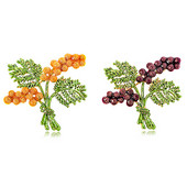 Uued moodsad männikäbi okstega prossinõelad naistele tüdrukutele luksuslikud kullavärvi emailiga sulamist taimsete korsarõivaste aksessuaarid