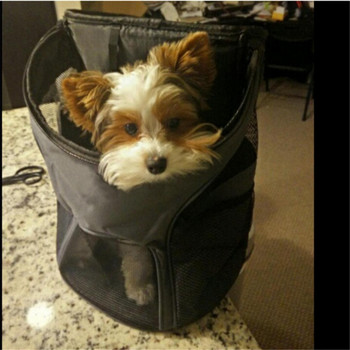 Домашно куче Кученце Чанта за носене Котки Пътуване на открито През рамо Дамска чанта Преносим подвижни конвейерни аксесоари Раница Чихуахуа