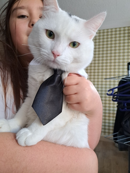 Cravată pentru animale de companie Câine, pisică, guler, eșarfă, decolteu fals, guler papion pentru câini