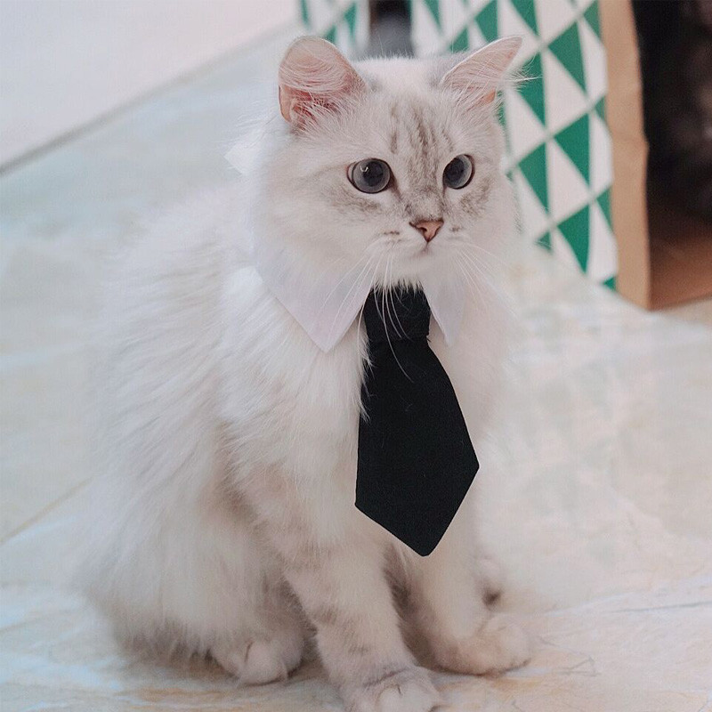 Cravată pentru animale de companie Câine, pisică, guler, eșarfă, decolteu fals, guler papion pentru câini
