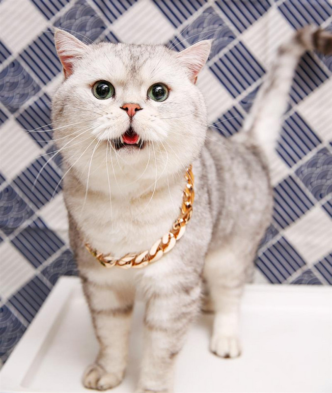 Kisállat kutya macska lánc nyakörv kölyök nyaklánc személyre szabott 36 cm-es rózsa arany lánc Erőteljes műanyag kutyáknak ékszerek kisállat kiegészítők