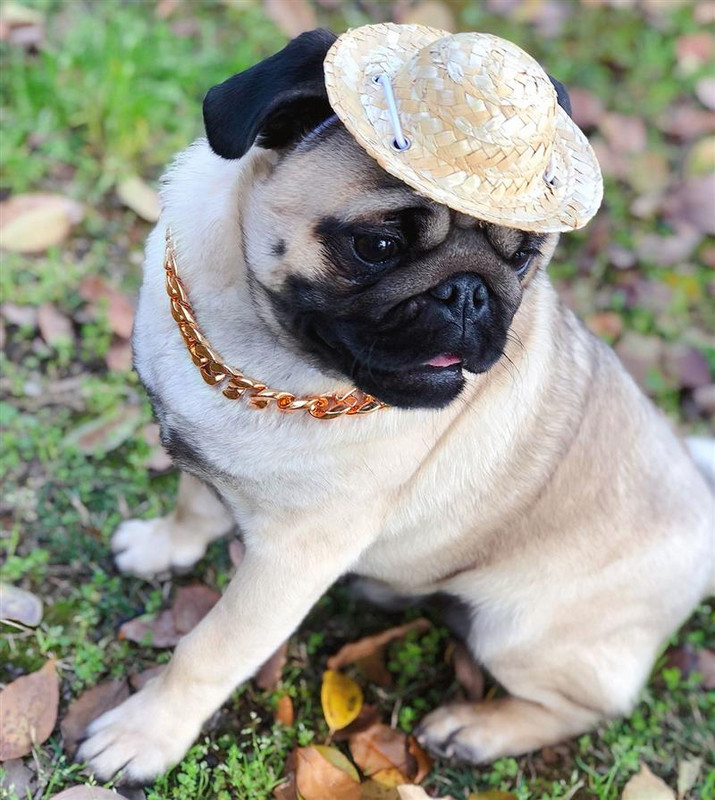 Kisállat kutya macska lánc nyakörv kölyök nyaklánc személyre szabott 36 cm-es rózsa arany lánc Erőteljes műanyag kutyáknak ékszerek kisállat kiegészítők