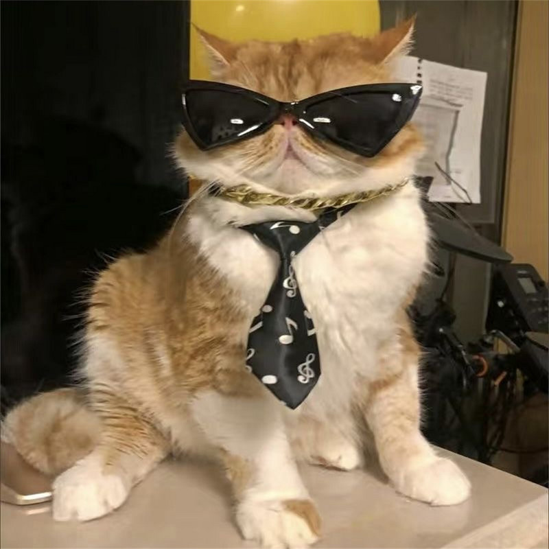 Cool zapanjujuće sunčane naočale za mačke za pse, male pse, naočale za štene, perzijske mačiće, potrepštine za putovanja na otvorenom, accesorios para gatos