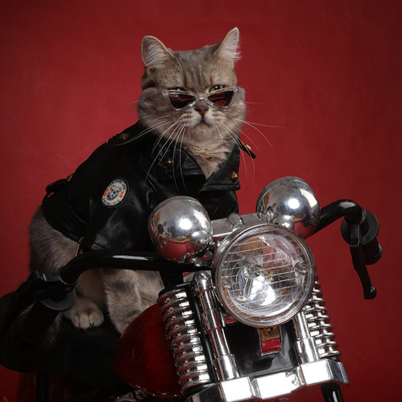 Cool zapanjujuće sunčane naočale za mačke za pse, male pse, naočale za štene, perzijske mačiće, potrepštine za putovanja na otvorenom, accesorios para gatos