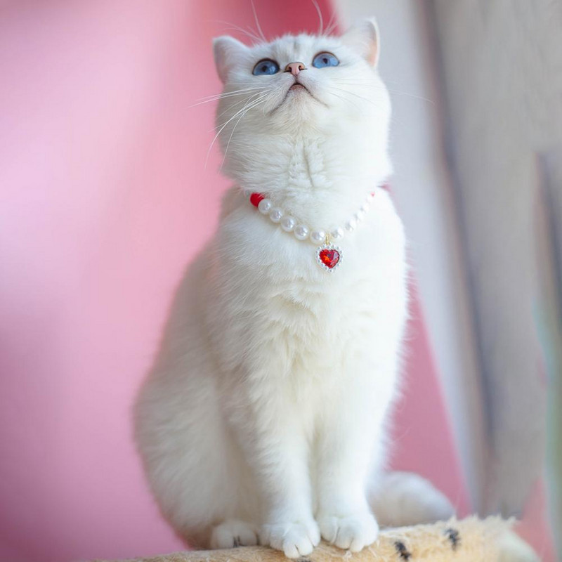 Unikalūs naminių gyvūnėlių karoliai Itin lengvas puošnus žavingas naminių kačių dirbtinių perlų karoliai su širdelės pakabuku