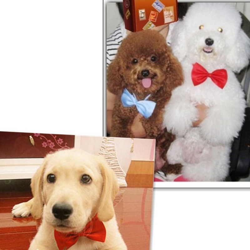 1 tk Reguleeritav koera kassi kikilips kutsika lemmikloomad kaelalips kassipoeg kassi koera kaelarihm lemmikloomatarbed väikesele keskmisele koerale kassi tarvik