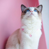 Atraktiivne lemmiklooma kaelakee Võluv kassi ripatsiga kaelakee koos pikendusketiga allergiavaba lemmiklooma kaelakee kaelarihm Lemmikloomatarvikud