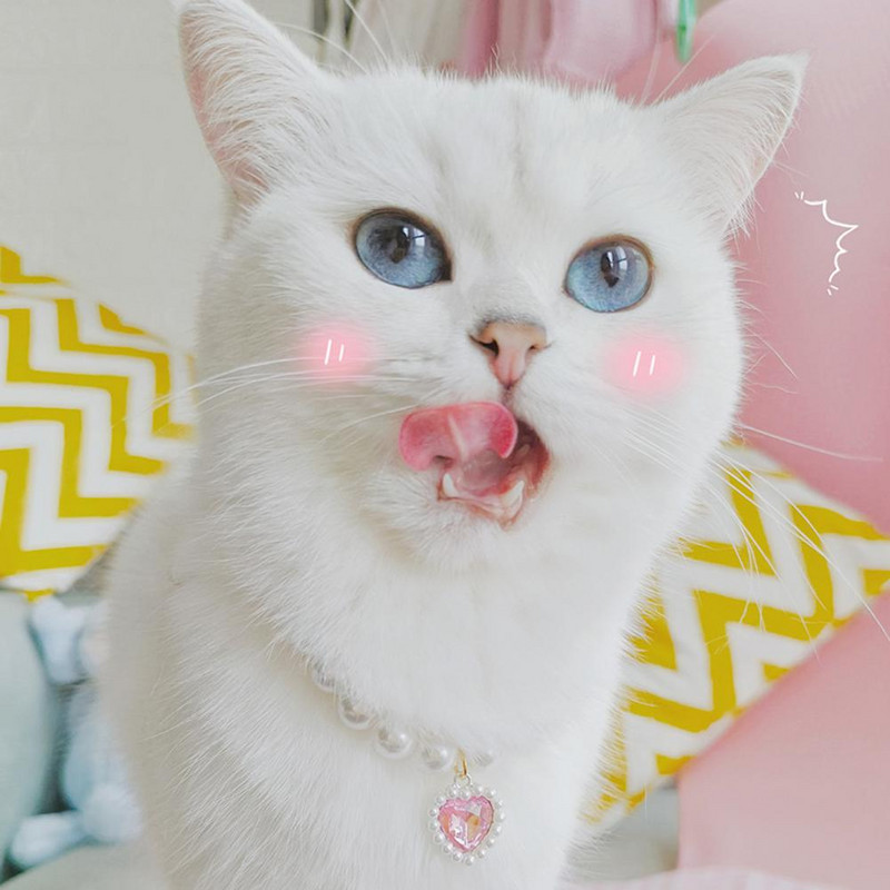 Atraktiivne lemmiklooma kaelakee Võluv kassi ripatsiga kaelakee koos pikendusketiga allergiavaba lemmiklooma kaelakee kaelarihm Lemmikloomatarvikud