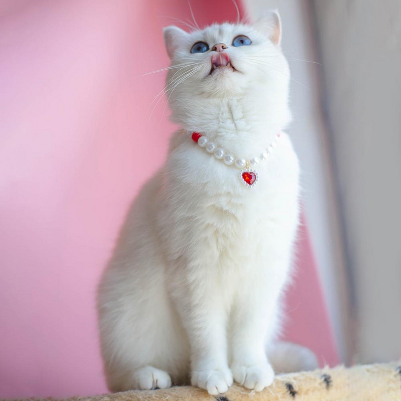 Atraktiivne lemmiklooma kaelakee Võluv kassi ripatsiga kaelakee koos pikendusketiga allergiavaba lemmiklooma kaelakee kaelarihm Lemmikloomatarvikud