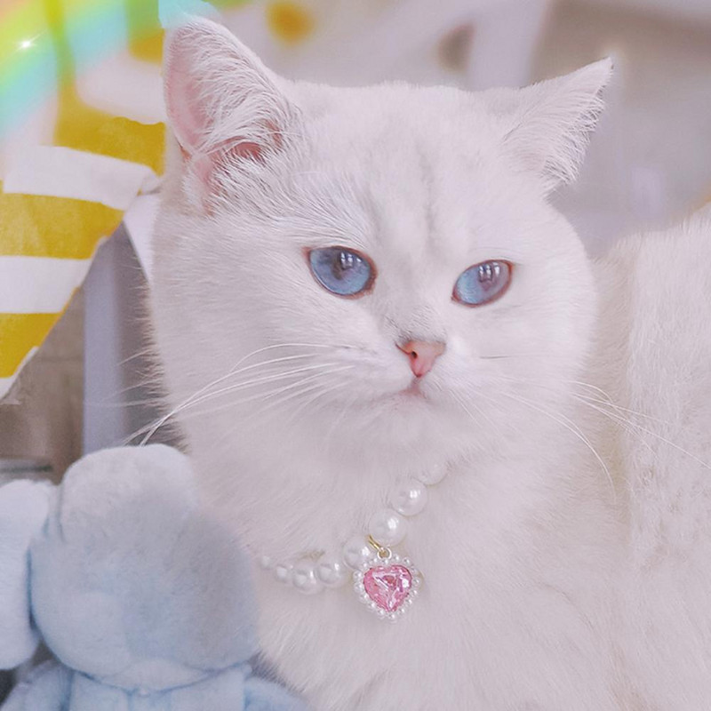 Atraktiivne lemmiklooma kaelakee Võluv kassi ripatsiga kaelakee koos pikendusketiga allergiavaba lemmiklooma kaelakee kaelarihm Lemmikloomatarvikud