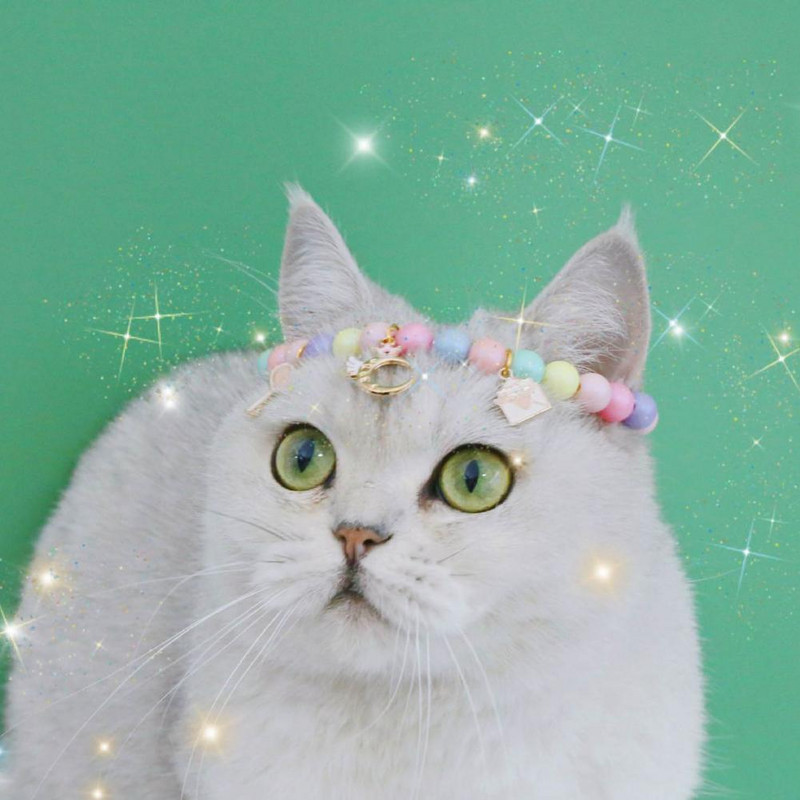 Naminių gyvūnėlių antkaklio pakabukų dekoras Šventinis puošmena derva šuniukų kačių karoliai gimtadienio vakarėliui šunims aksesuarai Chihuahua cosas de cadena