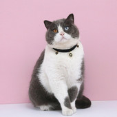 Võluv Pet Cat kaelarihmaga kaelakee pikendusketiga kassi kaelarihmaga pehme kleit