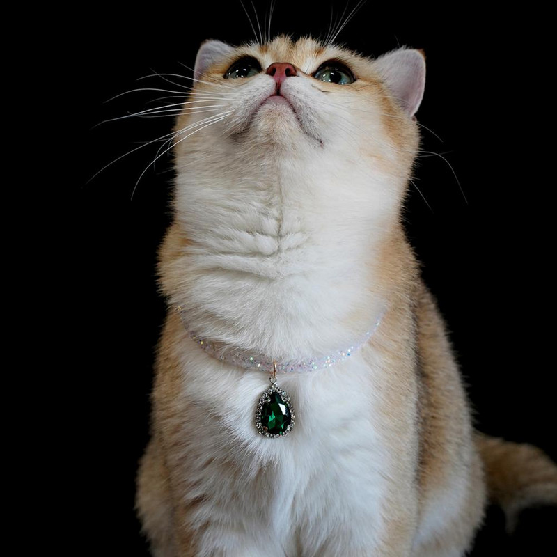 Ilus Pet Cat Rhinestone kaelarihm Ehted Kassi kaelarihm Peene töötlusega kleit üles