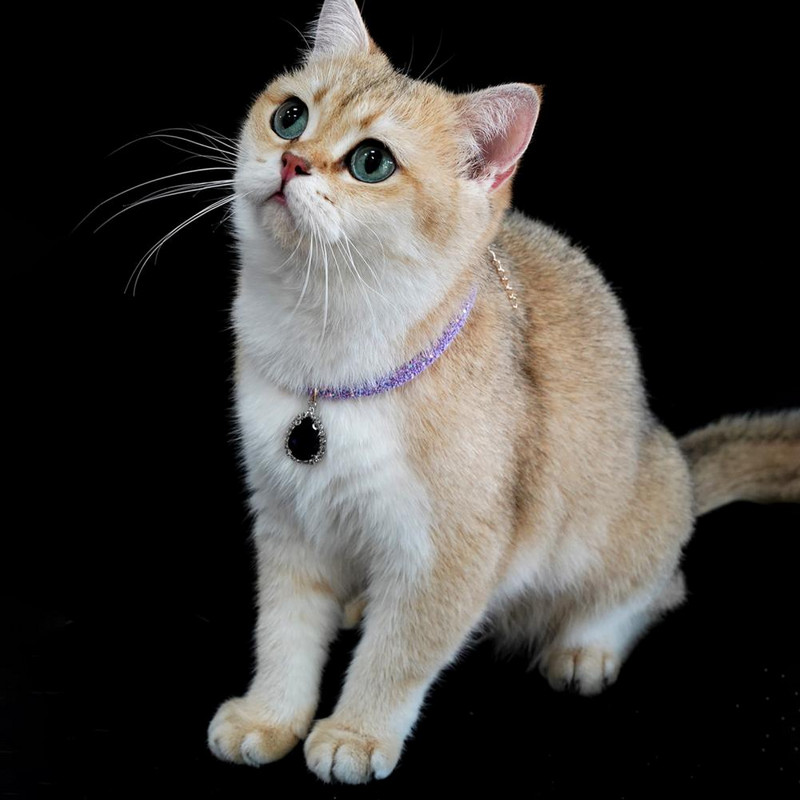 Curea pentru gât pentru animale de companie Colier reglabil pentru animale de companie Bijuterii pentru animale de companie Colier cu strasuri pentru pisici