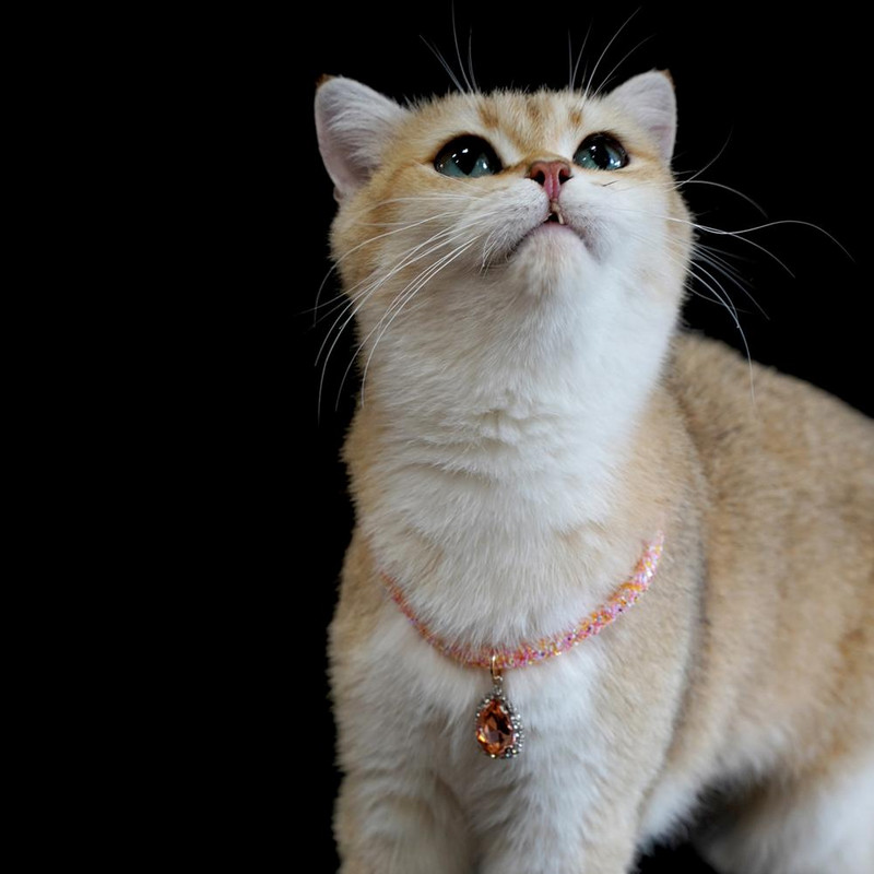 Curea pentru gât pentru animale de companie Colier reglabil pentru animale de companie Bijuterii pentru animale de companie Colier cu strasuri pentru pisici