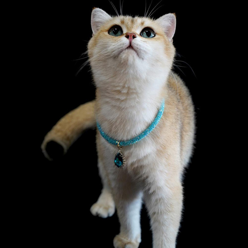 Curea pentru gât pentru animale de companie Colier reglabil pentru animale de companie Bijuterii pentru animale de companie Colier cu strasuri pentru pisici