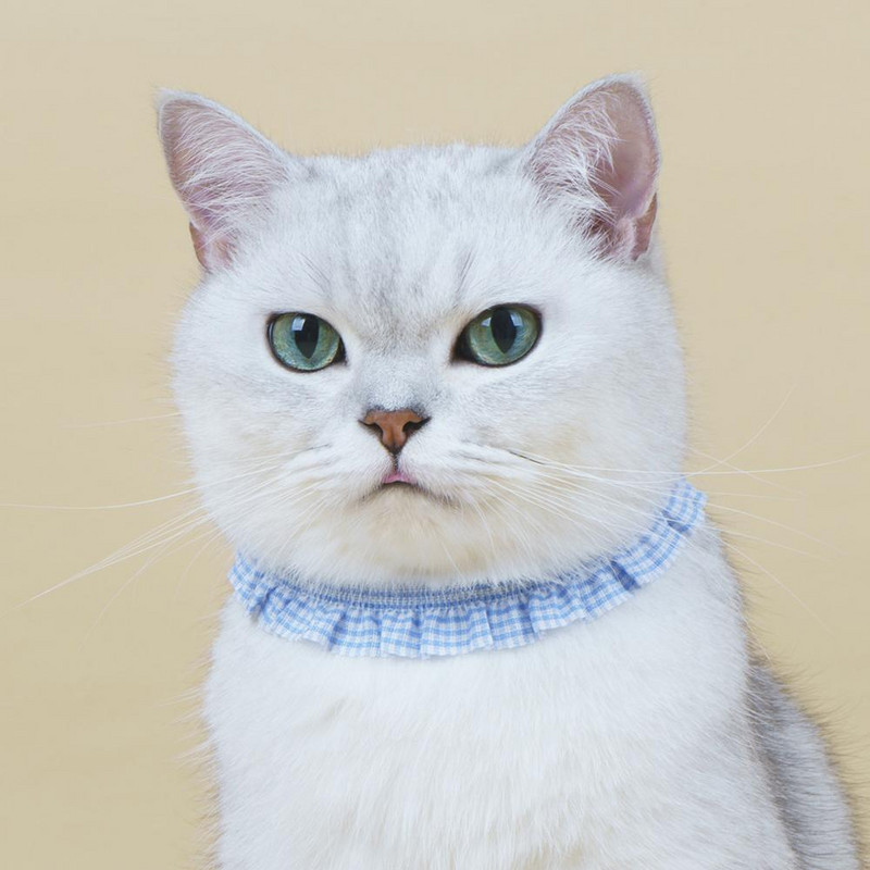 Naminių gyvūnėlių karoliai Puikus Kitty Puppy Print Kaklo dirželis Naminių gyvūnėlių fotografijos atrama Akį traukiantis augintinio kaklo dirželis