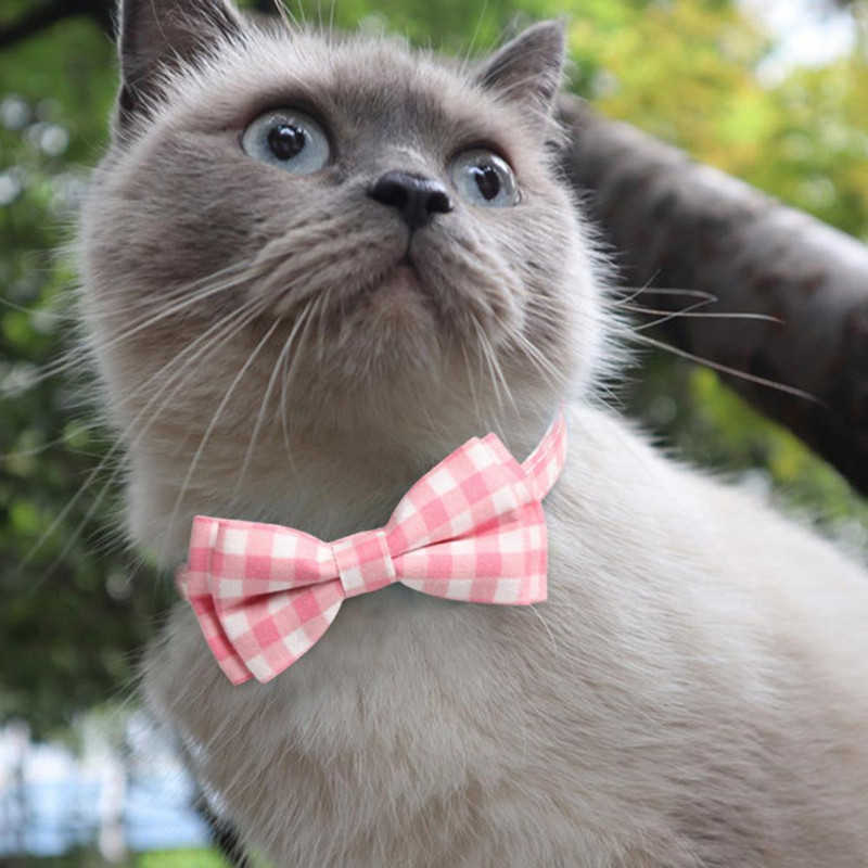 Lemmiklooma kaelarihm Mugav kassi kaelarihm Pandlaga kassi koera kaelarihm turvavöö