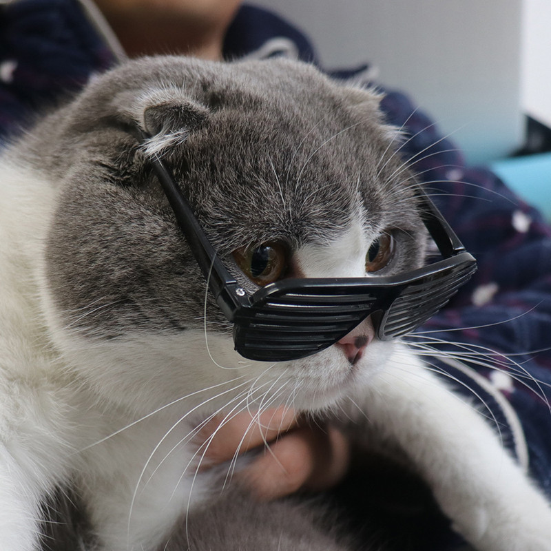 Απλά, δροσερά γυαλιά για κατοικίδια Τάση μόδας Όμορφα προϊόντα για κατοικίδια Photo Personality Dress Up Διχτυωτά γυαλιά για γάτες Αξεσουάρ για το σπίτι